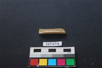 偶蹄類動物骨藏品圖，第2張