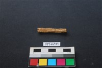 偶蹄類動物骨藏品圖，第2張
