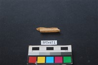偶蹄類動物骨藏品圖，第2張