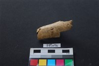 偶蹄類動物骨藏品圖，第1張