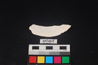 貝殼藏品圖，第2張