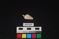 貝殼藏品圖，第2張