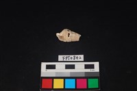 貝殼藏品圖，第1張