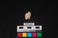 貝殼藏品圖，第2張