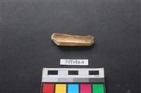 偶蹄類動物骨藏品圖，第2張