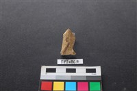 偶蹄類動物骨藏品圖，第1張
