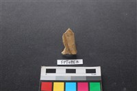 偶蹄類動物骨藏品圖，第2張