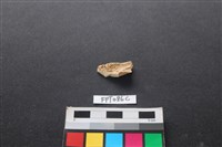 偶蹄類動物骨藏品圖，第2張