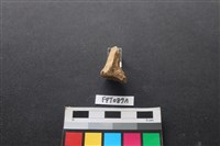 哺乳類動物骨藏品圖，第1張
