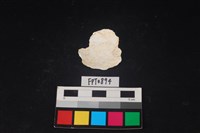 貝殼藏品圖，第2張