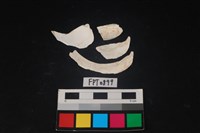 貝殼藏品圖，第2張
