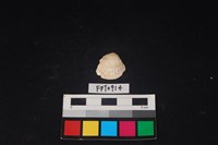 貝殼藏品圖，第1張