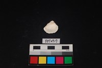 貝殼藏品圖，第2張
