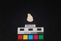 貝殼藏品圖，第2張