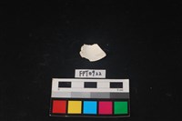 貝殼藏品圖，第2張