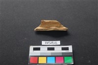 偶蹄類動物骨藏品圖，第2張