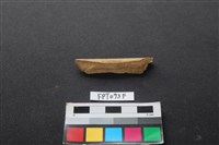 偶蹄類動物骨藏品圖，第1張