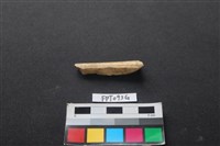 偶蹄類動物骨藏品圖，第1張