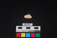 貝殼藏品圖，第2張