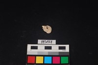 貝殼藏品圖，第1張