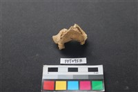 偶蹄類動物骨藏品圖，第1張