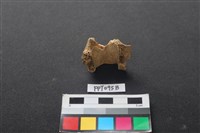 偶蹄類動物骨藏品圖，第2張