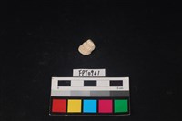 貝殼藏品圖，第2張
