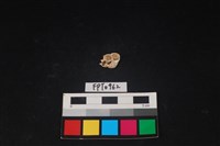 貝殼藏品圖，第1張