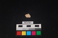 貝殼藏品圖，第2張