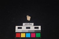 貝殼藏品圖，第2張