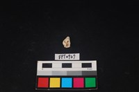 貝殼藏品圖，第1張