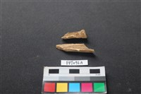 偶蹄類動物骨藏品圖，第2張