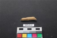 偶蹄類動物骨藏品圖，第1張