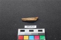 偶蹄類動物骨藏品圖，第2張