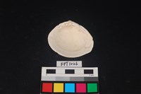 貝殼藏品圖，第2張