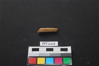 偶蹄類動物骨藏品圖，第1張