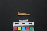 偶蹄類動物骨藏品圖，第2張