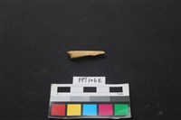 偶蹄類動物骨藏品圖，第1張