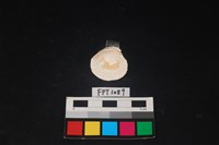 貝殼藏品圖，第2張