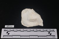 貝殼藏品圖，第2張