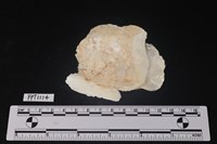 貝殼藏品圖，第2張