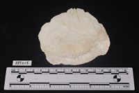 貝殼藏品圖，第2張