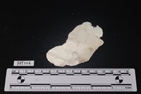 貝殼藏品圖，第2張