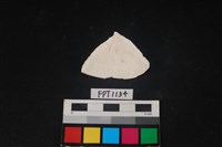 貝殼藏品圖，第2張