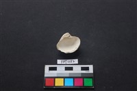 貝殼藏品圖，第2張