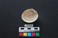 貝殼藏品圖，第2張