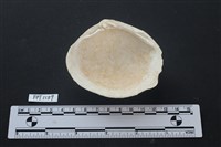 貝殼藏品圖，第2張