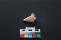貝殼藏品圖，第2張