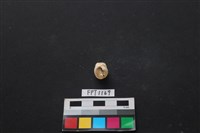 貝殼藏品圖，第1張