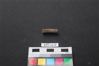 偶蹄類動物骨藏品圖，第2張